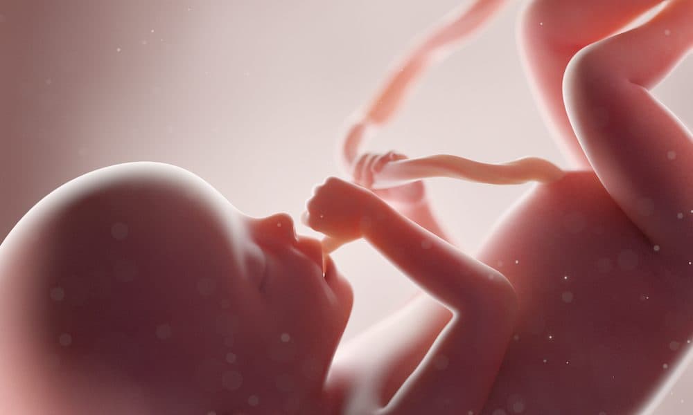 3d,Rendered,Medically,Accurate,Illustration,Of,A,Human,Fetus,- Breakthrough in pre-term birth diagnosis through new device