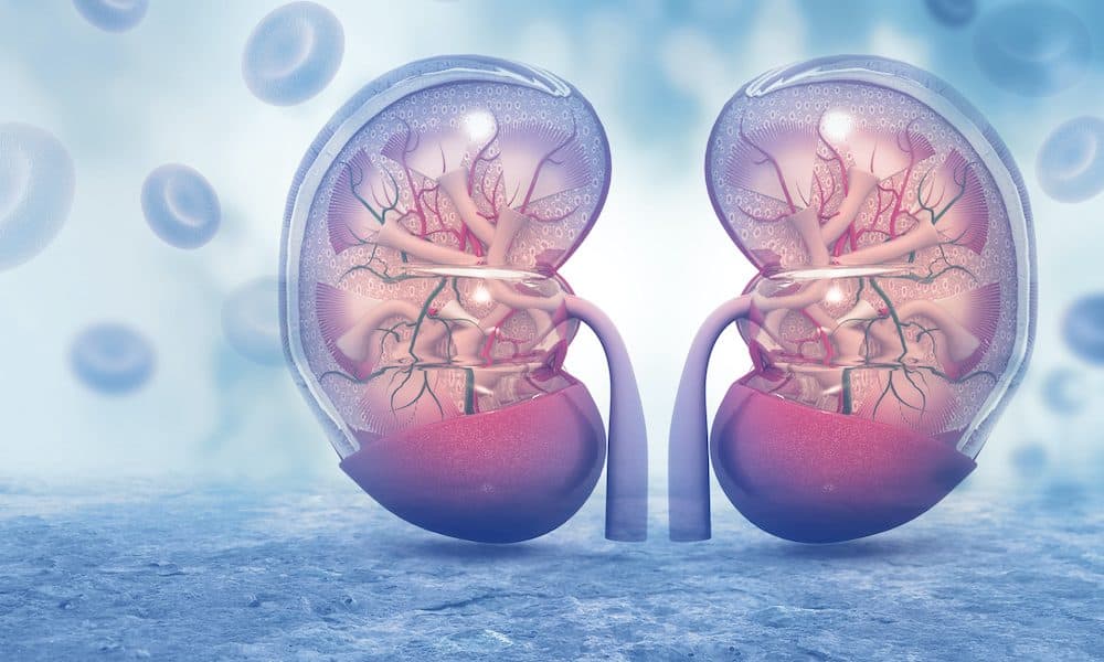 Human,Kidney,Cross,Section,On,Scientific,Background.,3d,Illustration Bioprinting revolutionary steps up amid fund boost