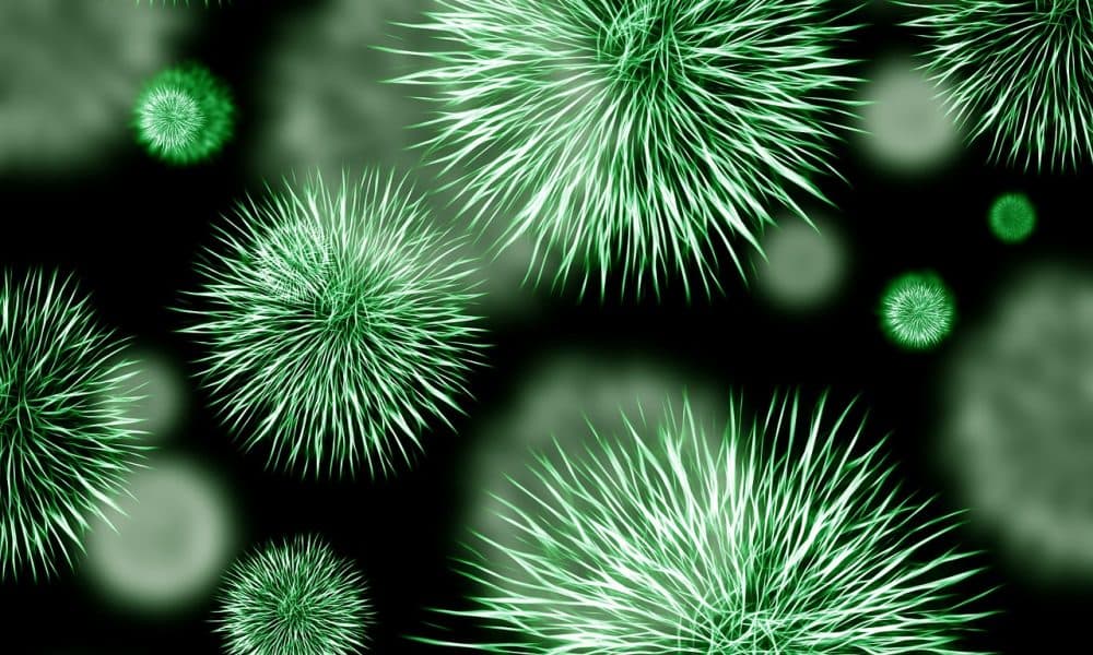 bacteria-g60fd464ba_1280 Spin-out company developing wound infection tests
