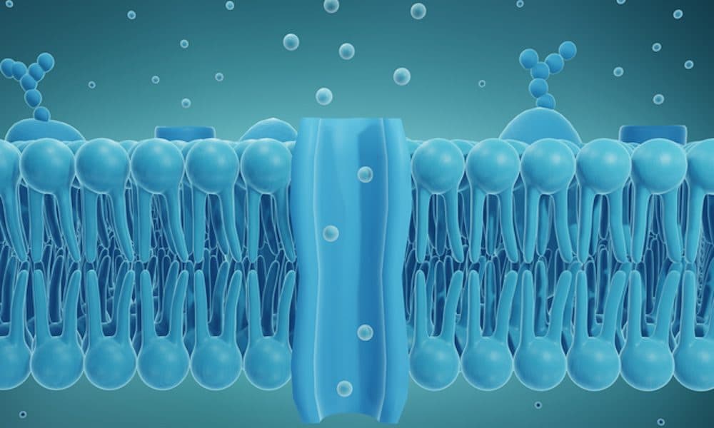 Artificial cell membrane channels can be opened with a key