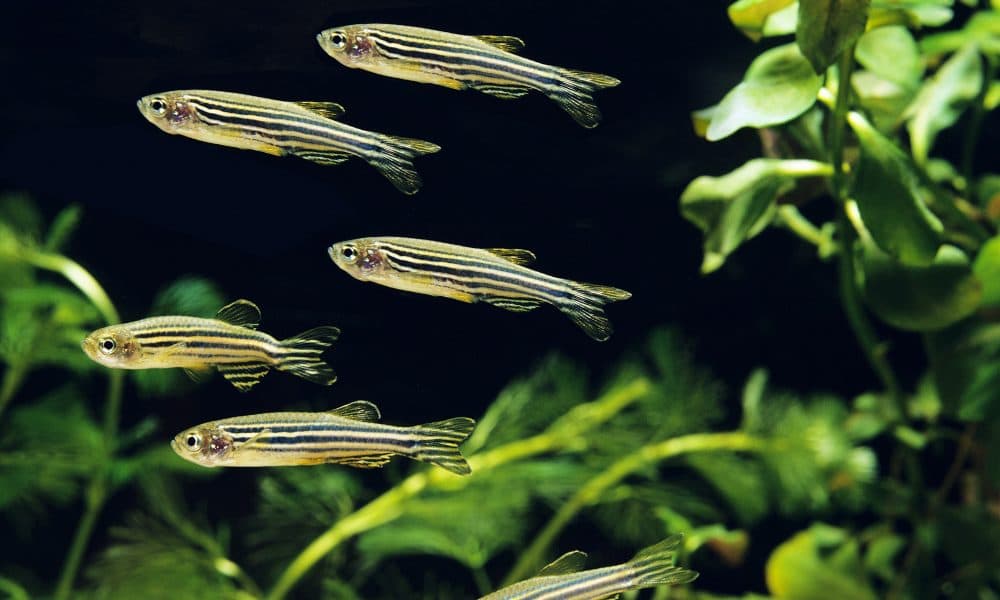 ‘Maths’ genes used by fish to count may help treat human neurodevelopmental diseases