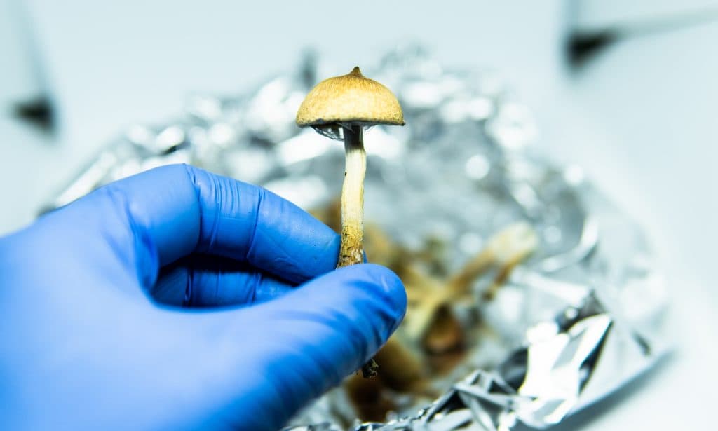 Psilocybin