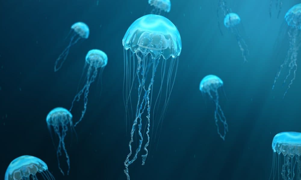 New research unlocks medical potential of jellyfish biomaterial