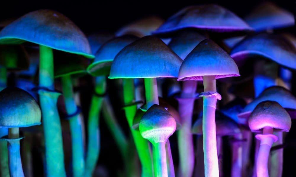 Four out of five support psilocybin for end of life care
