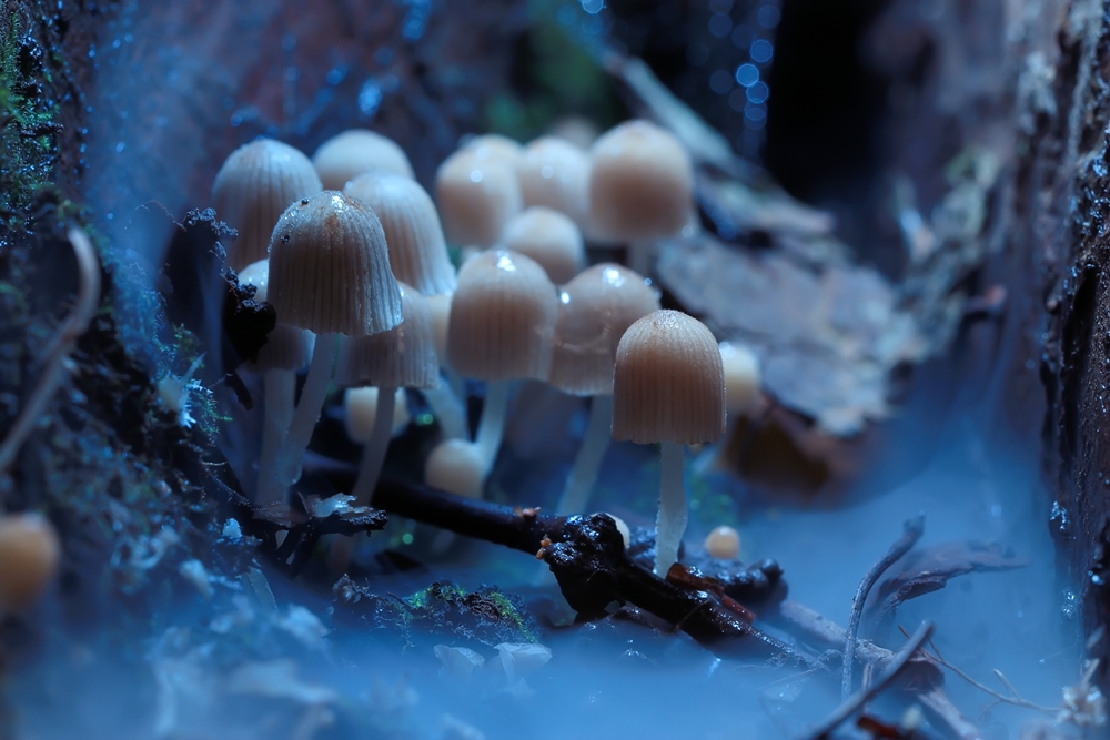Microdosing psychedelics offers short term mood benefits, study finds